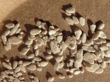 Foraminifera